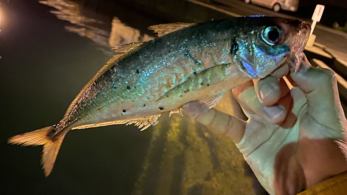 ソリッドティップ】値段別おすすめアジングロッド【メリット